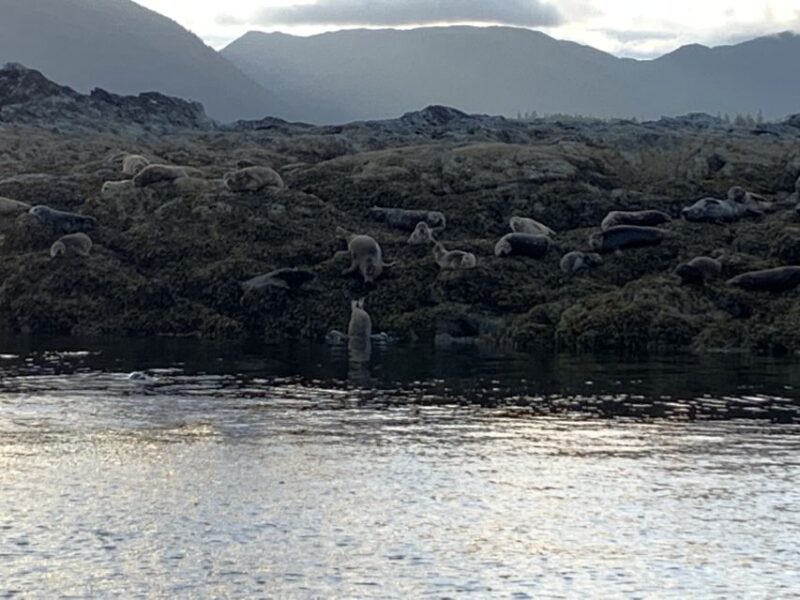 Ketchikan: Marine Wildlife and Whale Watching Boat Tour - Meeting Point and Customer Feedback