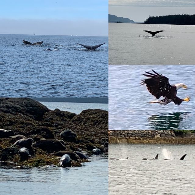 Ketchikan: Marine Wildlife and Whale Watching Boat Tour - Photo Opportunities With Wildlife