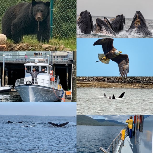 Ketchikan: Marine Wildlife and Whale Watching Boat Tour - Frequently Asked Questions