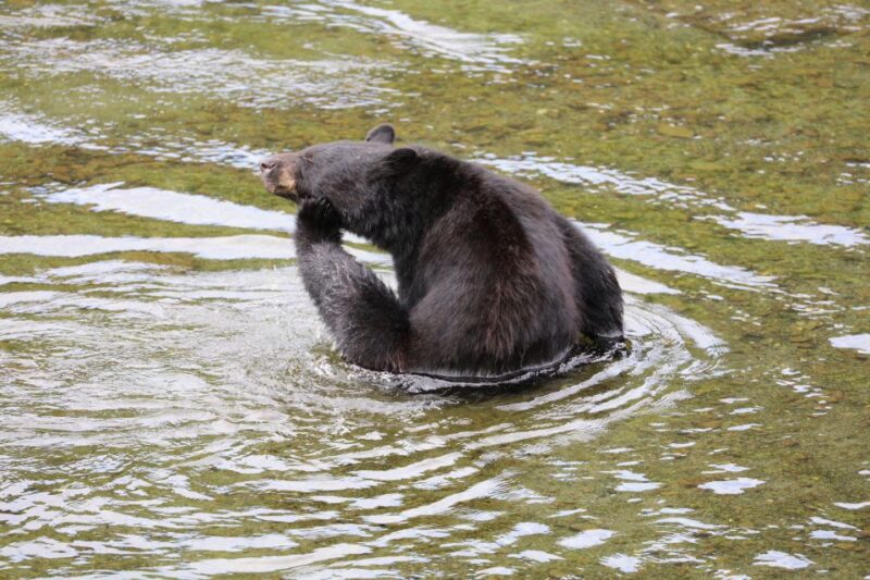 Ketchikan: Potlatch Park, City and Wildlife Private Van Tour - Itinerary Highlights