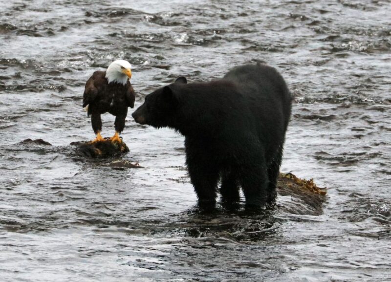 Ketchikan: Potlatch Park, City and Wildlife Private Van Tour - Transportation and Meeting Point