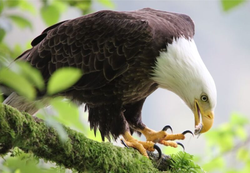 Ketchikan: Potlatch Park, City and Wildlife Private Van Tour - Customer Feedback