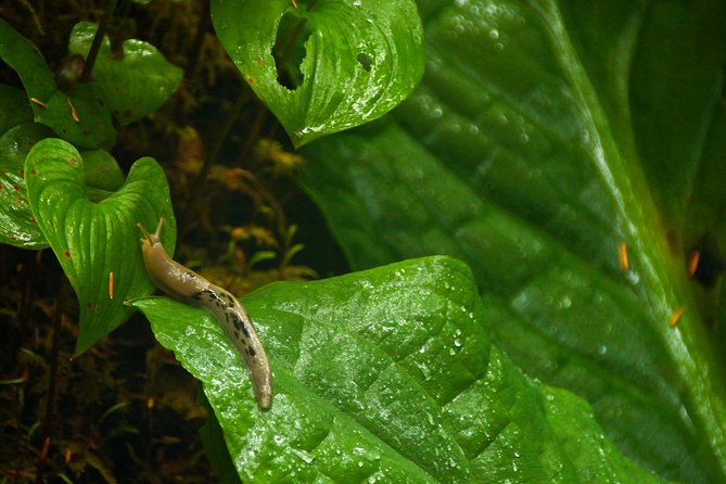 Ketchikan Rainforest Sanctuary and Totem Park - Glowing Customer Reviews