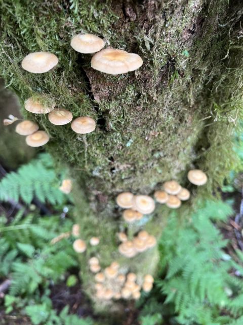 Ketchikan: Tongass Forest Alaska Bigfoot ATV Ride and Hike - Hiking Experience and Highlights