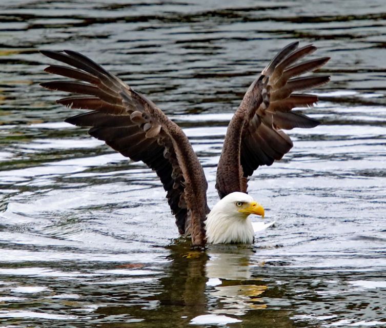Ketchikan: Totem Pole, Wildlife & City Trolley Tour - Tour Highlights