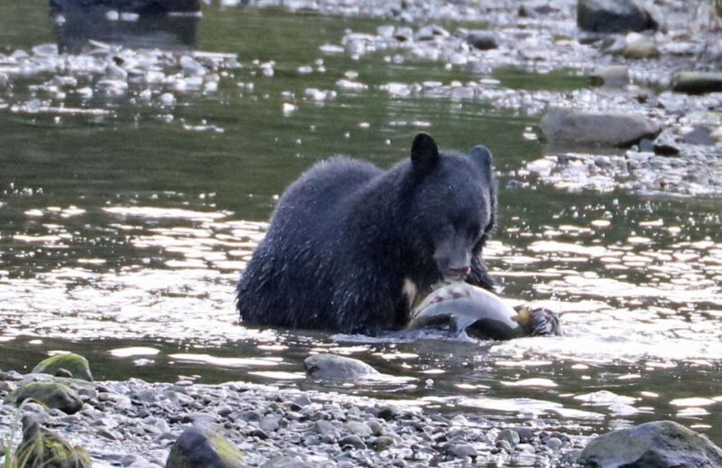 Ketchikan: Totem Pole, Wildlife & City Trolley Tour - Transportation Details