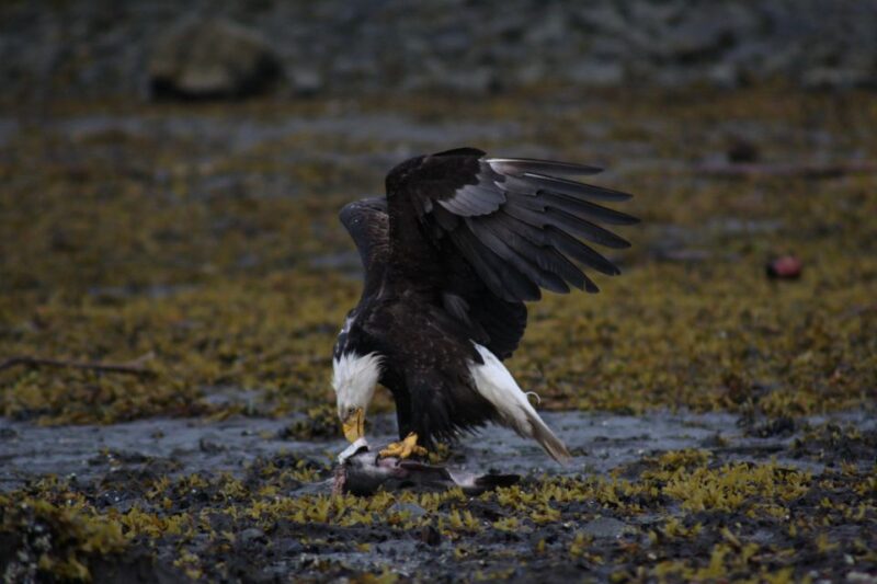 Ketchikan: Totem Pole, Wildlife & City Trolley Tour - What to Bring & Restrictions