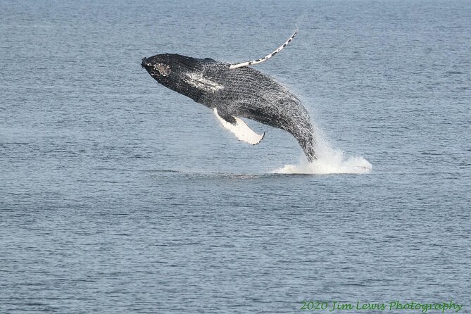 Ketchikan Whale Watching and Nature Tour - Location and Experience