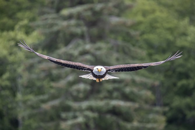 Ketchikan Whale Watching and Nature Tour - Wildlife Sightings