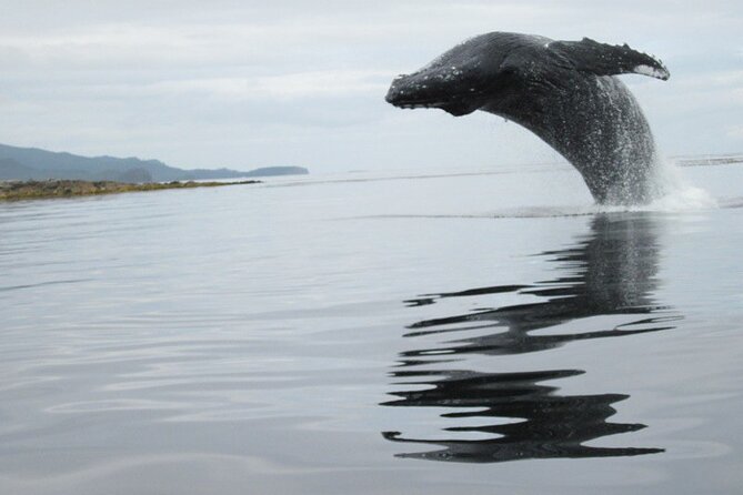 Ketchikan Whale Watching and Nature Tour - Personalized and Comfortable