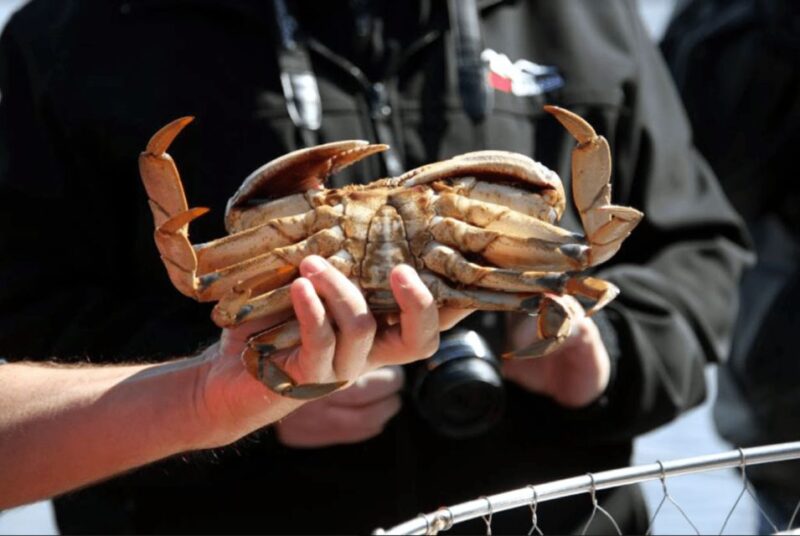 Ketchikan: Wilderness Boat Cruise and Crab Feast Lunch - Pricing Details