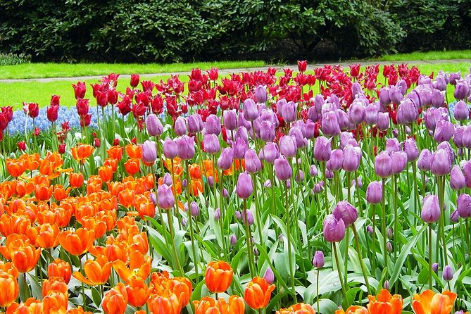 Keukenhof and Flower Fields Private Tour From Amsterdam - Key Points