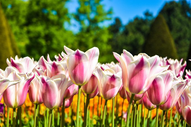 Keukenhof and Zaanse Schans Windmills Day Trip From Amsterdam - Witnessing Wooden Shoe Making