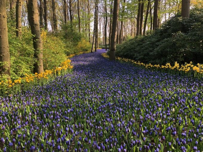 Keukenhof, Flower Fields & Zaanse Schans Windmills Tour - Cancellation Policy