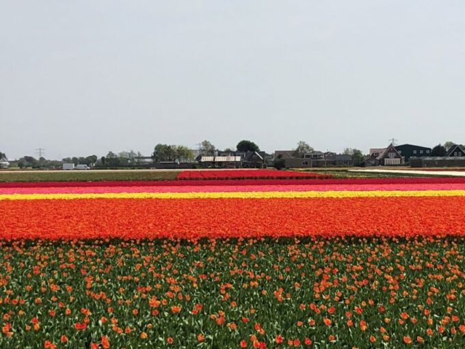 Keukenhof, Flower Fields & Zaanse Schans Windmills Tour - Customer Reviews