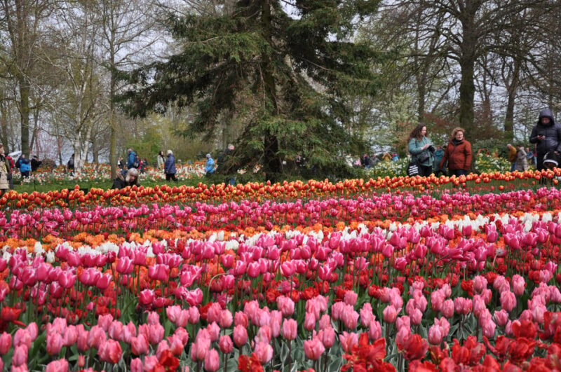 Keukenhof: Private Tulip & Windmill Tour With Cheese Tasting - Key Points