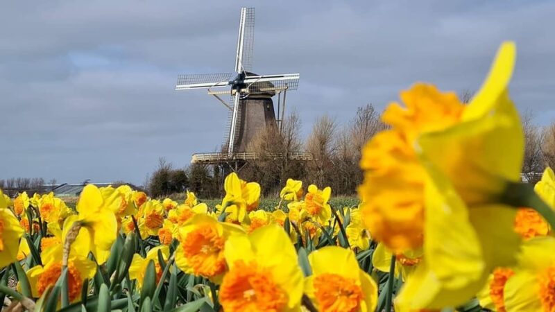 Keukenhof: Private Tulip & Windmill Tour With Cheese Tasting - Pickup and Scenic Drive