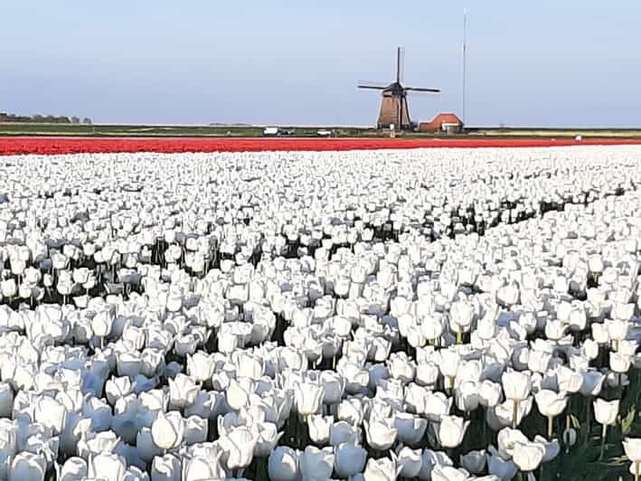 Keukenhof: Private Tulip & Windmill Tour With Cheese Tasting - Keukenhof Gardens