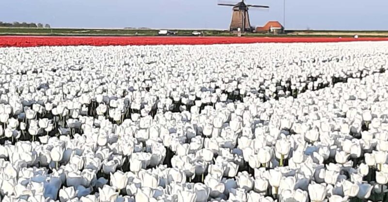Keukenhof: Private Tulip & Windmill Tour With Cheese Tasting - Lunch