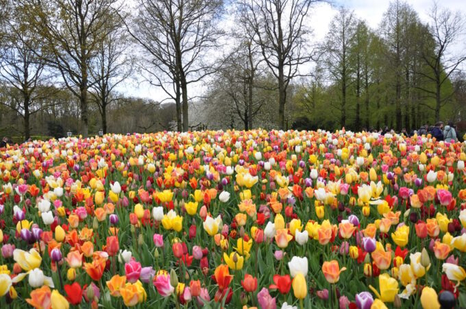 Keukenhof: Private Tulip & Windmill Tour With Cheese Tasting - Inclusions and Exclusions