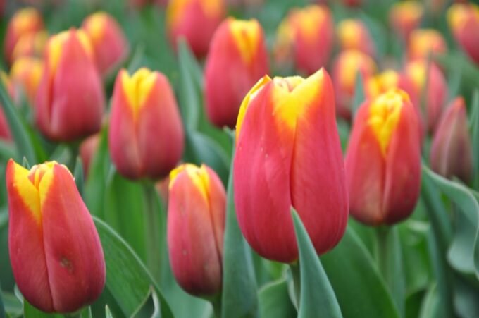 Keukenhof: Private Tulip & Windmill Tour With Cheese Tasting - Frequently Asked Questions