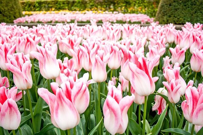 Keukenhof Ticket With Roundtrip Shuttle Bus From Amsterdam - Booking Confirmation