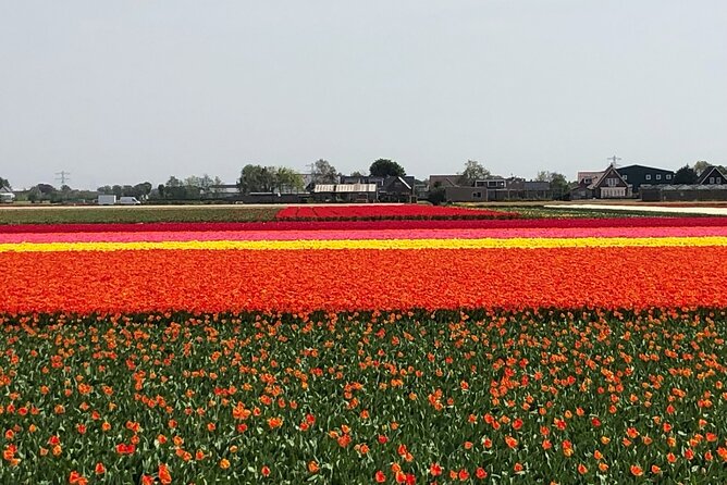 Keukenhof, Tulip Farm, Flower Fields & Zaanse Schans Windmills - Tour Highlights