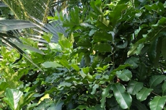 Kew Gardens, Richmond - Self-Guided Audio Tour - Instagram-Worthy Photography Spots