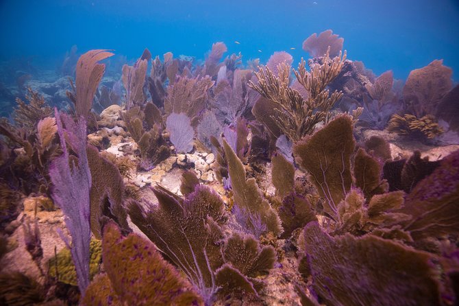 Key Largo 2 Tank Dive Trip - Inclusions