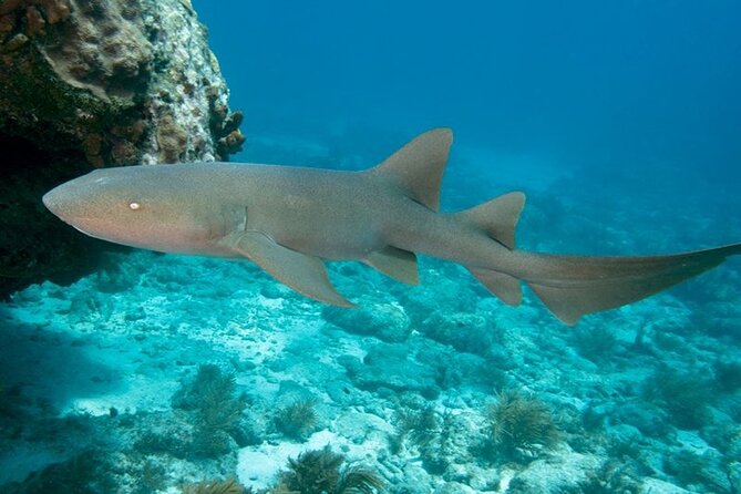 Key Largo 2-Tank Scuba Dive Trip Within Pennekamp Reserve - Vessel and On-Board Amenities