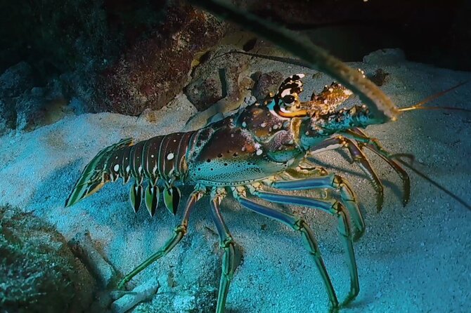Key Largo 2-Tank Scuba Dive Trip Within Pennekamp Reserve - Important Considerations for Travelers