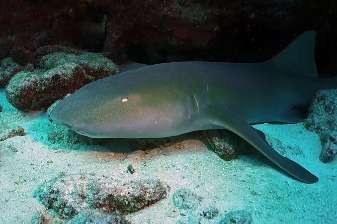 Key Largo 2-Tank Scuba Dive Trip Within Pennekamp Reserve - Maximum Number of Participants