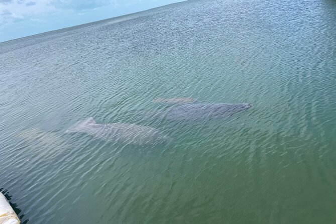 Key Largo Bay Sunset Tour - Meeting Point and Pickup