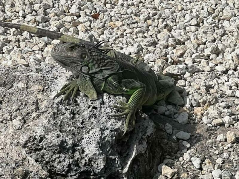 Key Largo: Boat Eco Tour - Key Points