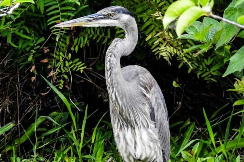 Key Largo: Boat Eco Tour - An In-Depth Look at the Key Largo Boat Eco Tour