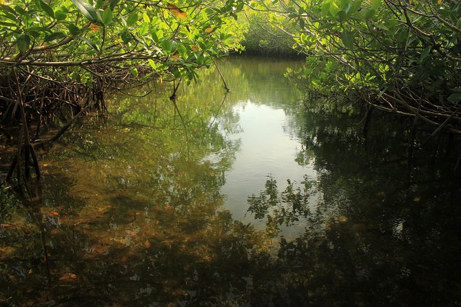 Key Largo Mangrove Private Eco-Tours - Tour Overview