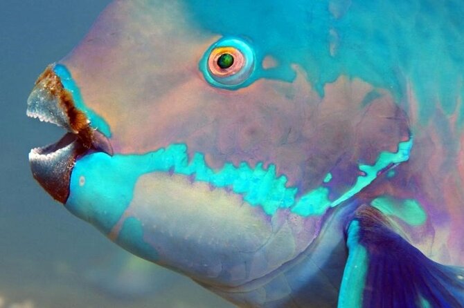 Key Largo Snorkeling Trips & Islamorada Sandbar Tours - Meeting and Pickup Details