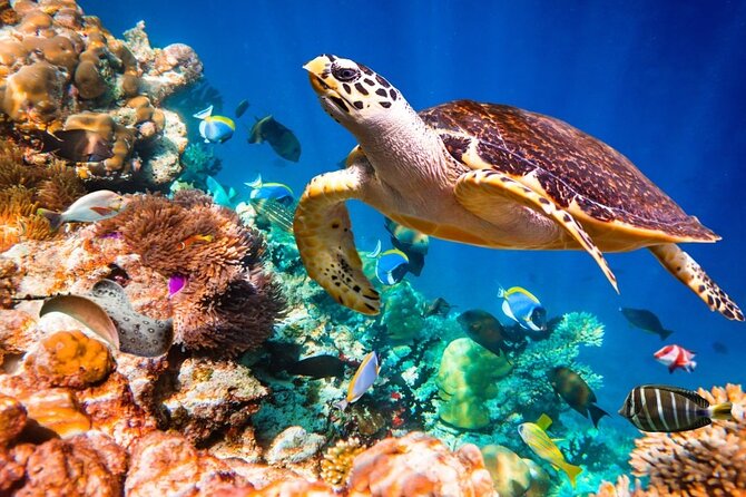 Key Largo Snorkeling Trips & Islamorada Sandbar Tours - Tour Highlights