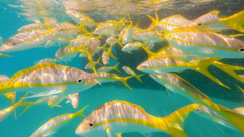 Key West: 3-Hour Morning Reef Snorkel with Lunch and Mimosas - Key Points