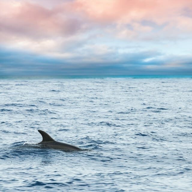 Key West: Afternoon Catamaran Sail and Dolphin Watch - The Sum Up