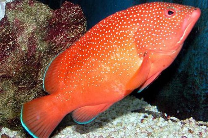 Key West Aquarium Admission Ticket - Guided Tours and Shark Feedings