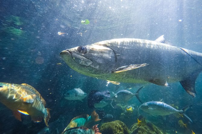 Key West Aquarium Admission Ticket - Aquarium Reviews