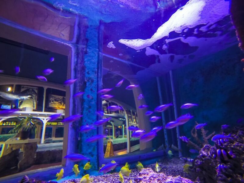 Key West Aquarium Tickets - The Value and Practical Considerations