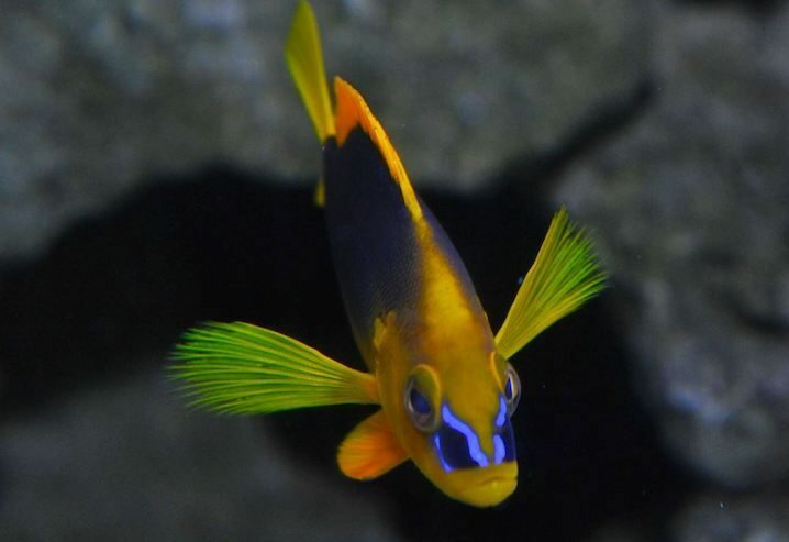 Key West Aquarium Tickets - The Experience for Different Travelers