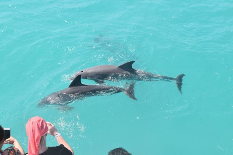 Key West: Dolphin & Snorkel Boat Tour With Sunset Option - Tour Details