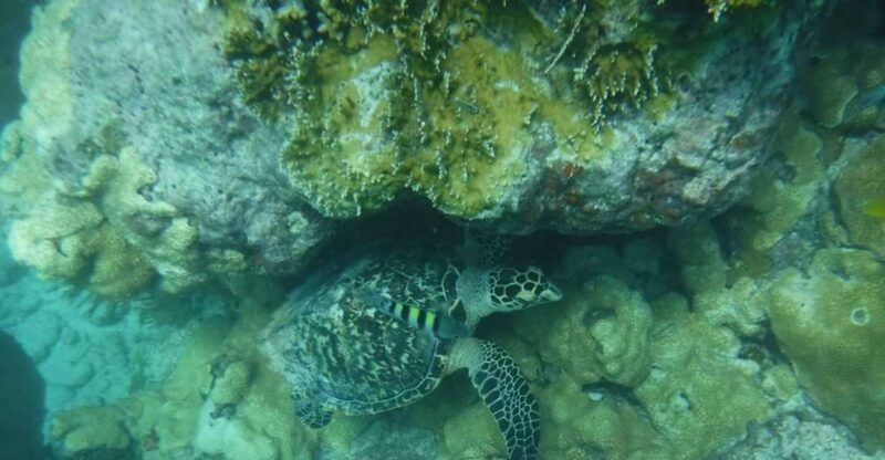 Key West: Dolphin & Snorkel Boat Tour With Sunset Option - Participant Feedback