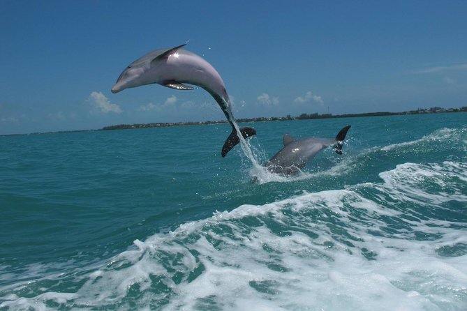 Key West Dolphin & Snorkel Experience - Accessibility