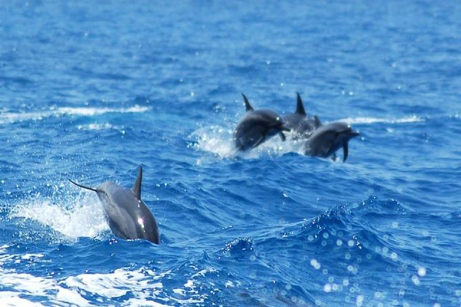 Key West Dolphin & Snorkel Experience - Dolphin Watching