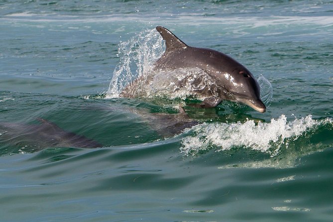 Key West Dolphin & Snorkel Experience - Snorkeling Adventure