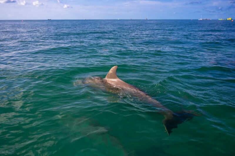 Key West Dolphin & Snorkel Tour - Small Group - The Dolphin Watching Segment